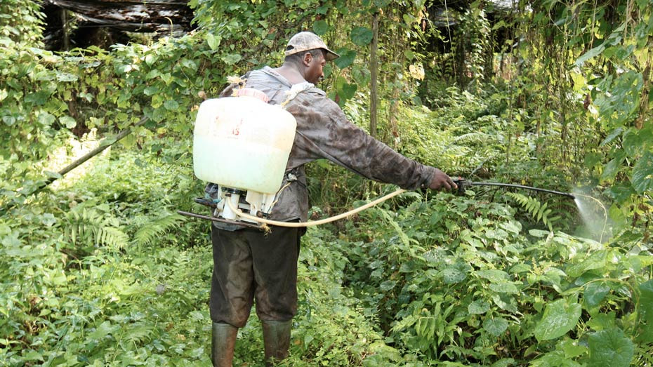 Plantation en Guadeloupe - © Nathanaël Mergui/Mutualité française